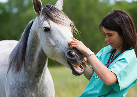 Veterinary Assistant with Horse Care Management